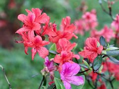 -中国科学院华南植物园