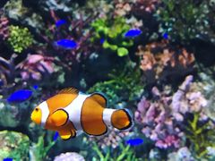 -暹罗海洋世界