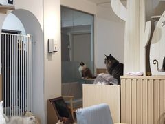 -鼓捣猫呢主题猫咖店