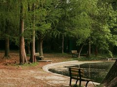 -上海共青森林公园