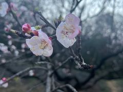 -苏州上方山国家森林公园