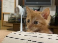 -瑞派宠物医院·犬猫全科·猫友好(宾水西道店)