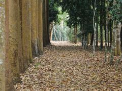 -中国科学院西双版纳热带植物园
