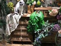 -共舞时光猫咖·狗咖(新街口店)