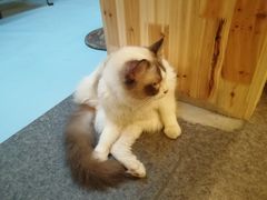 -猫色咖啡·猫咖