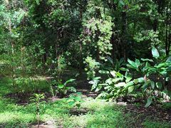 -中国科学院西双版纳热带植物园