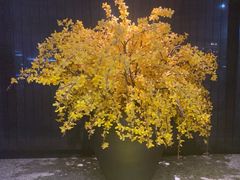 -花城粤菜餐厅(高新区店)