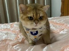 -东方名猫馆·英短金渐层布偶猫舍(环线广场1号楼店)