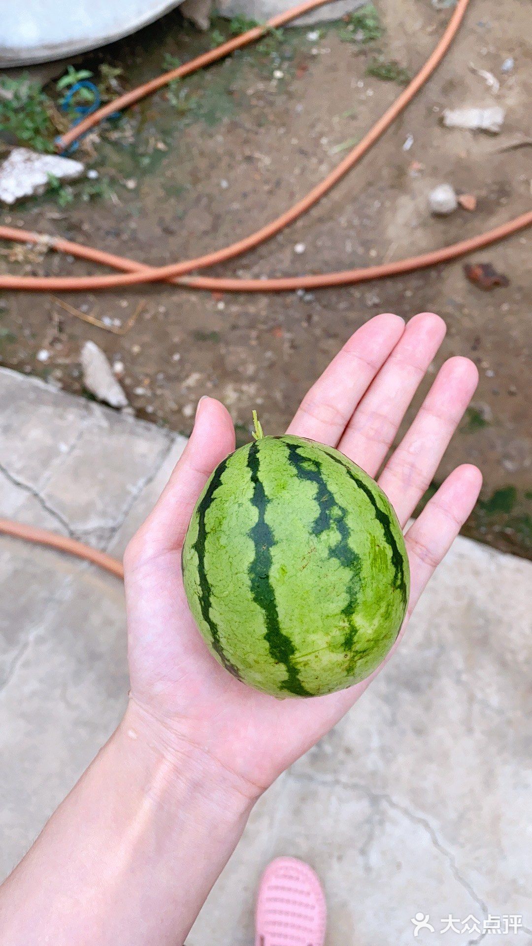 最小的西瓜图片
