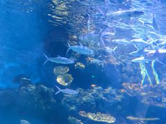 -华夏文旅海洋公园