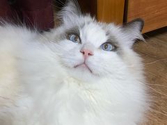 -心仪动物医院·牙专科·肿瘤·心脏科(西客站院)