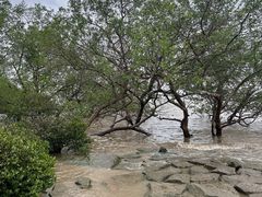 -宝安西湾红树林湿地公园