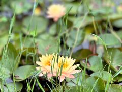 -泗洪洪泽湖湿地景区