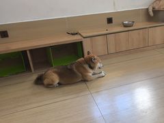 -是阿柴呀！柴犬咖啡·爱喵喵猫咖