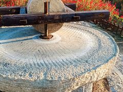 -羊亭河湿地公园