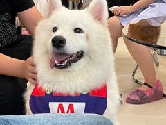 -共舞时光猫咖·狗咖(新街口店)