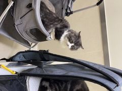 -爱妮康宠物医院·干细胞免疫细胞·肿瘤·心脏(张江店)