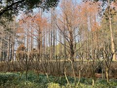 -黄兴公园