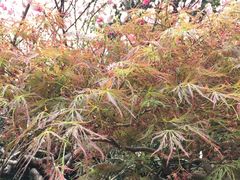 -南汇桃花村