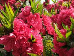 -南汇桃花村
