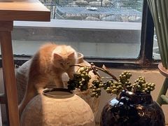 -自由生长植物工作室(深港花卉中心店)
