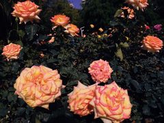 -人民公园(罗湖区)