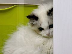 -青奢宠物·青奢猫舍