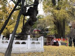 -潭柘寺景区