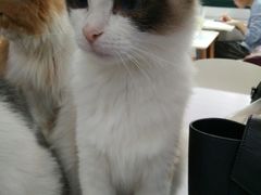 -喵的天空名猫咖啡馆·撸猫·猫舍·用品