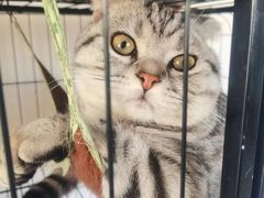 -美联众合宠物医院·爱萌分院·内外科·猫科中心