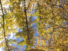 -喵屿·大理花园猫咖