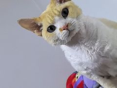 -PETKIT 小佩宠物·德文赛凯猫舍
