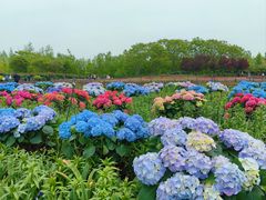 -荷兰花海