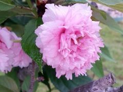 iphone_upload_pic-江滨公园