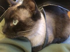 -猫的茶·猫咖