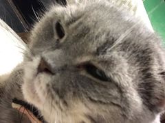 -猫色咖啡·猫咖