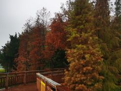 -广东花都湖国家湿地公园