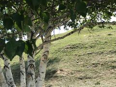 -乌兰布统景区-白桦林