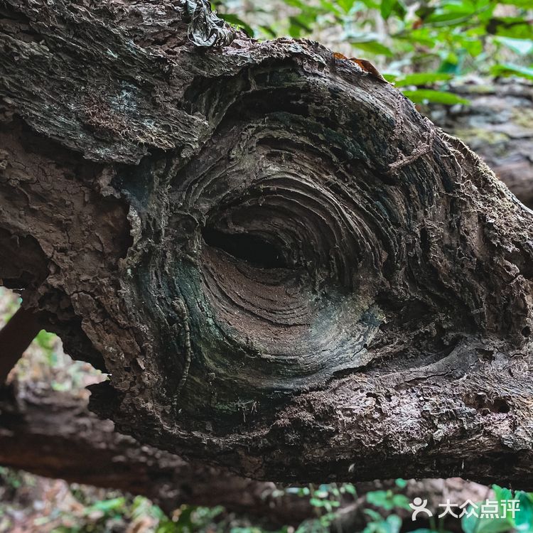 小象雨林|在西双版纳的原始森林里