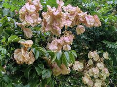 -汉长安城未央宫国家考古遗址公园