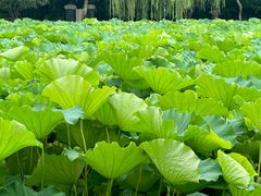 -高子水居