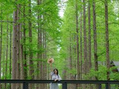 -黄海国家森林公园