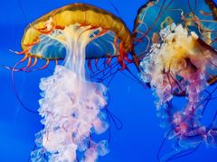 -太平洋海底世界