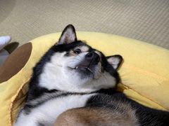 -逗柴咖啡屋·狗咖猫咖宠物桌游
