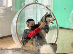 -Husky Go! 哈士奇体验馆·宠物咖啡厅狗咖