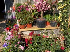 -金陵花卉交易市场