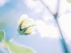 荷兰花海-荷兰花海