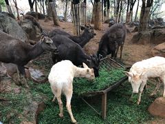 -昆明动物园