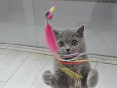 -喵的天空名猫咖啡馆·撸猫·猫舍·用品