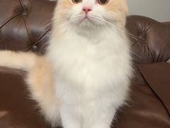-猫大福·Fortune Cat猫舍(百子湾店)
